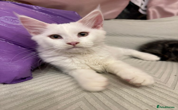 Maine Coon cats Beautiful pedigree Maine Coon kittens - Advert 15