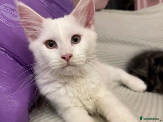 Maine Coon cats Beautiful pedigree Maine Coon kittens - Advert 5