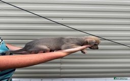 Mixed Breed dogs for sale: Beautiful puppies for sale!!!  - Image 16