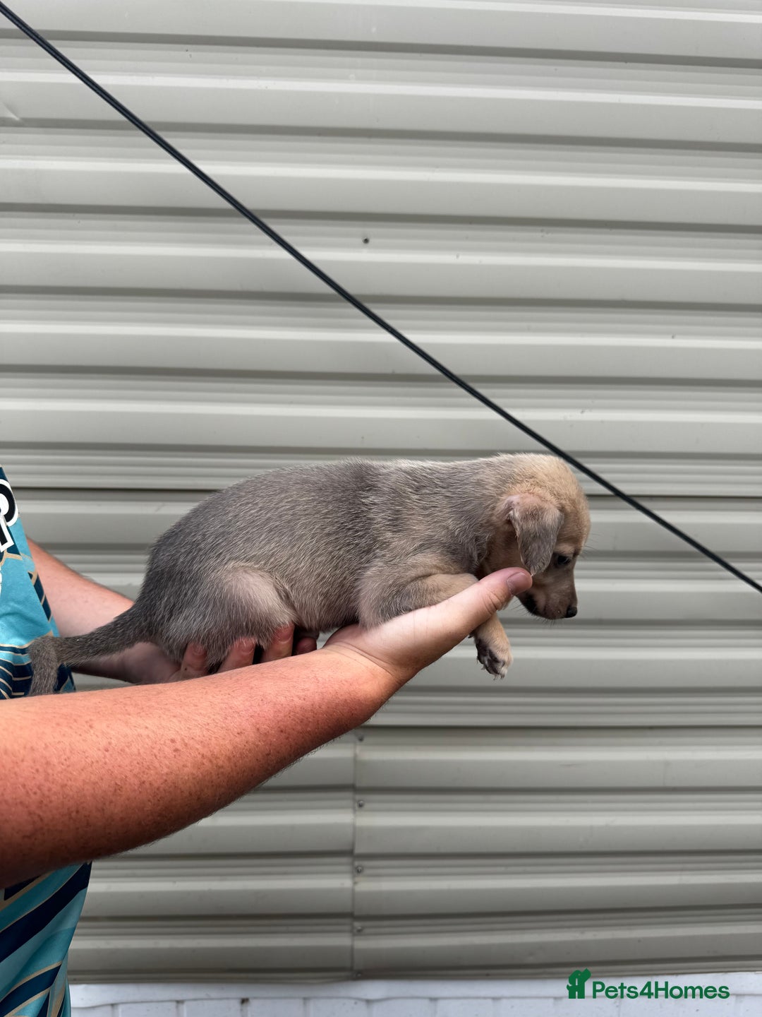 Mixed Breed dogs for sale: Beautiful puppies for sale!!!  - Image 16