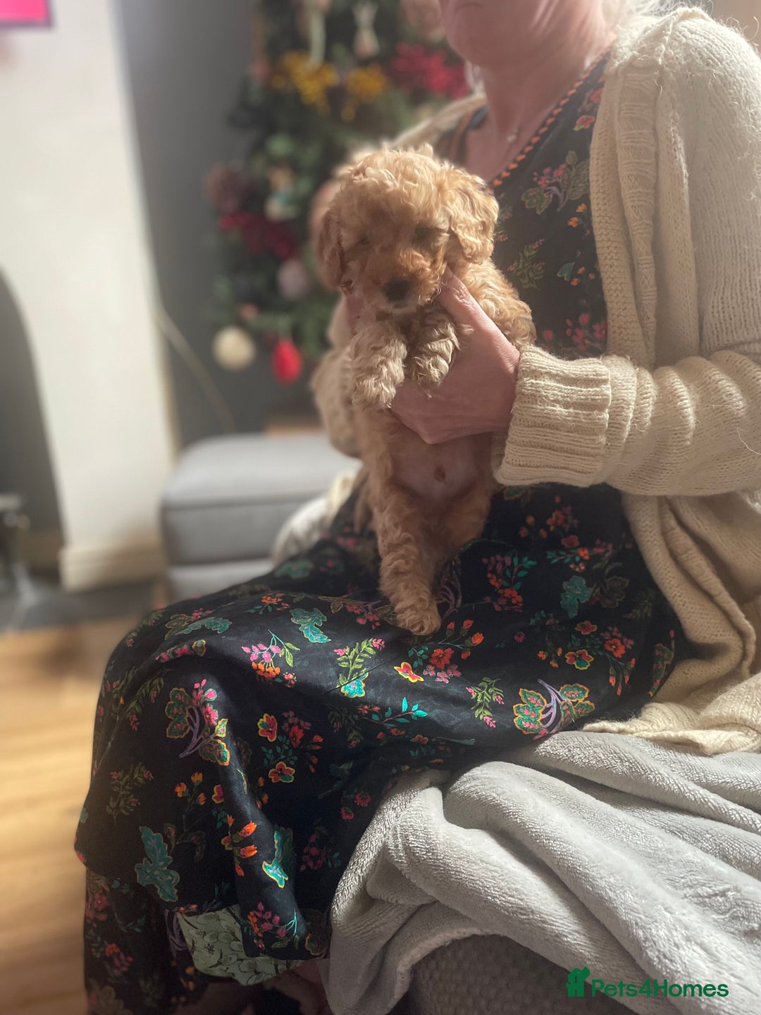 Cavapoo dogs for sale: F2 toy Cavapoo - Advert 8