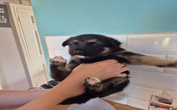 German Shepherd dogs for sale: Absolutely stunning German Shepherd pups in Doncaster - Image 29