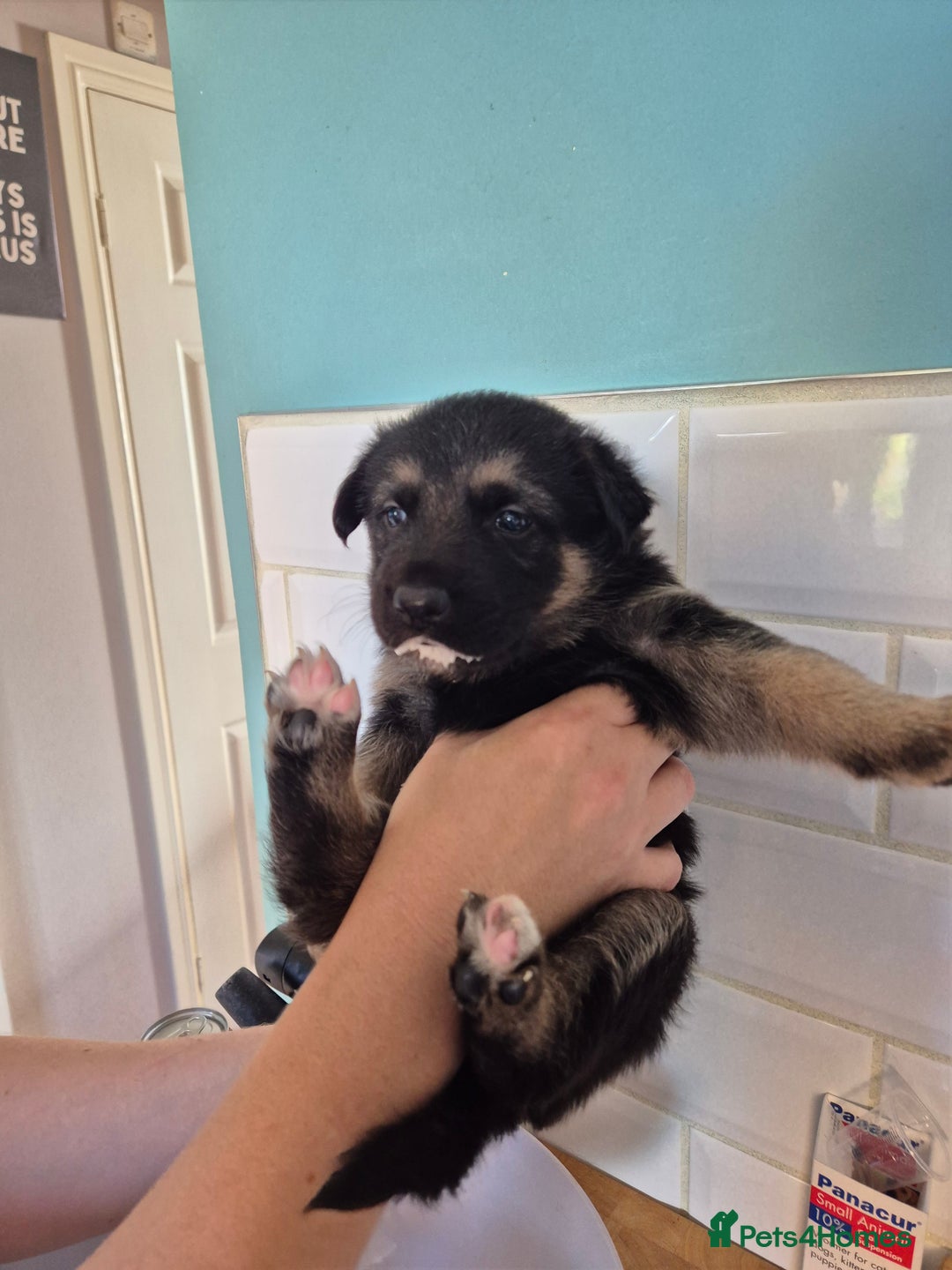 German Shepherd dogs for sale: Absolutely stunning German Shepherd pups in Doncaster - Image 29