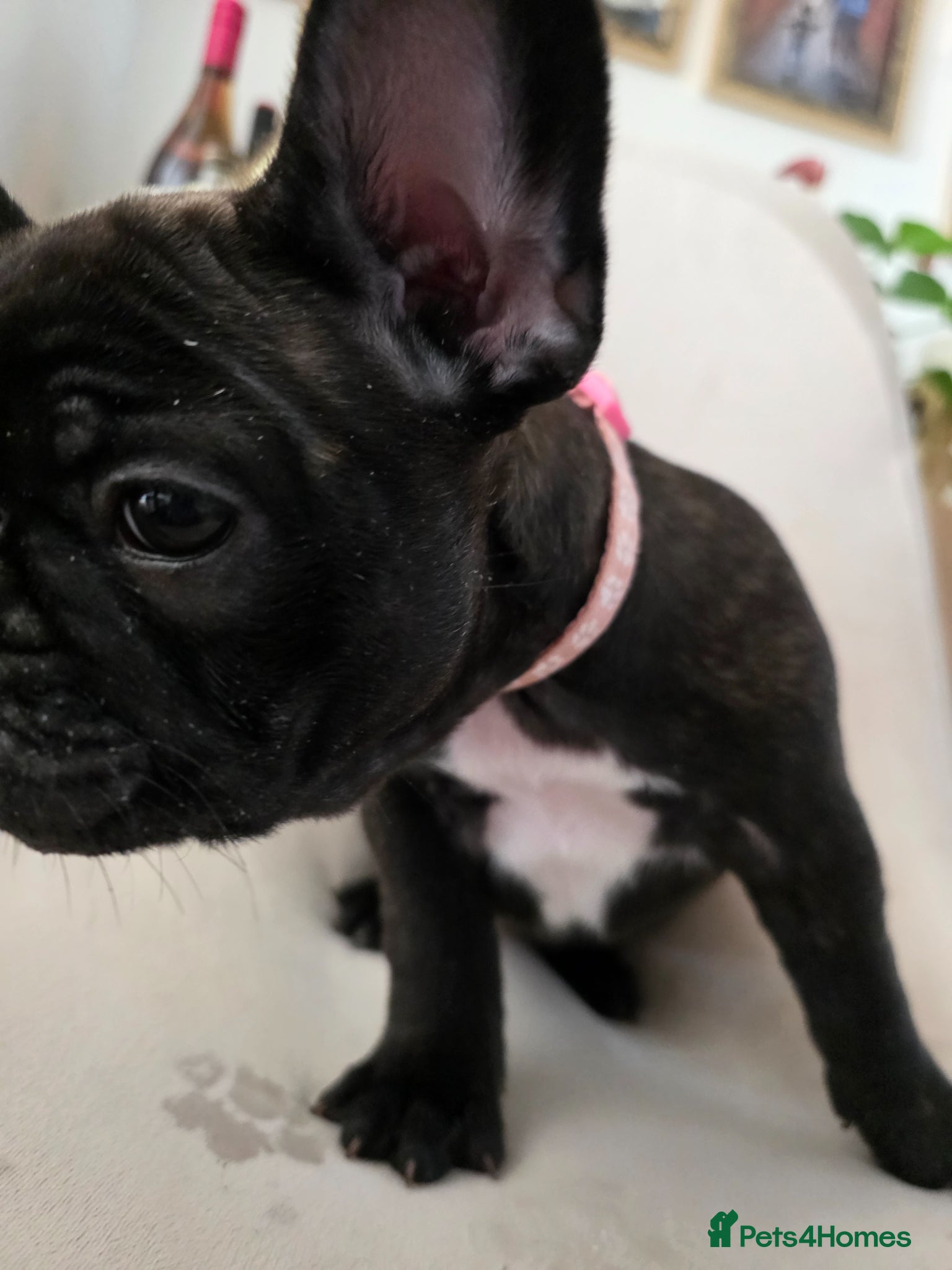 French Bulldog dogs for sale: 🐶 Puppies Ready for Their Forever Homes  - Advert 19
