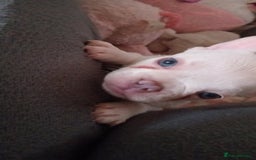 French Bulldog dogs for sale: Beautiful blue an green eyed frenchie puppies  - Image 9