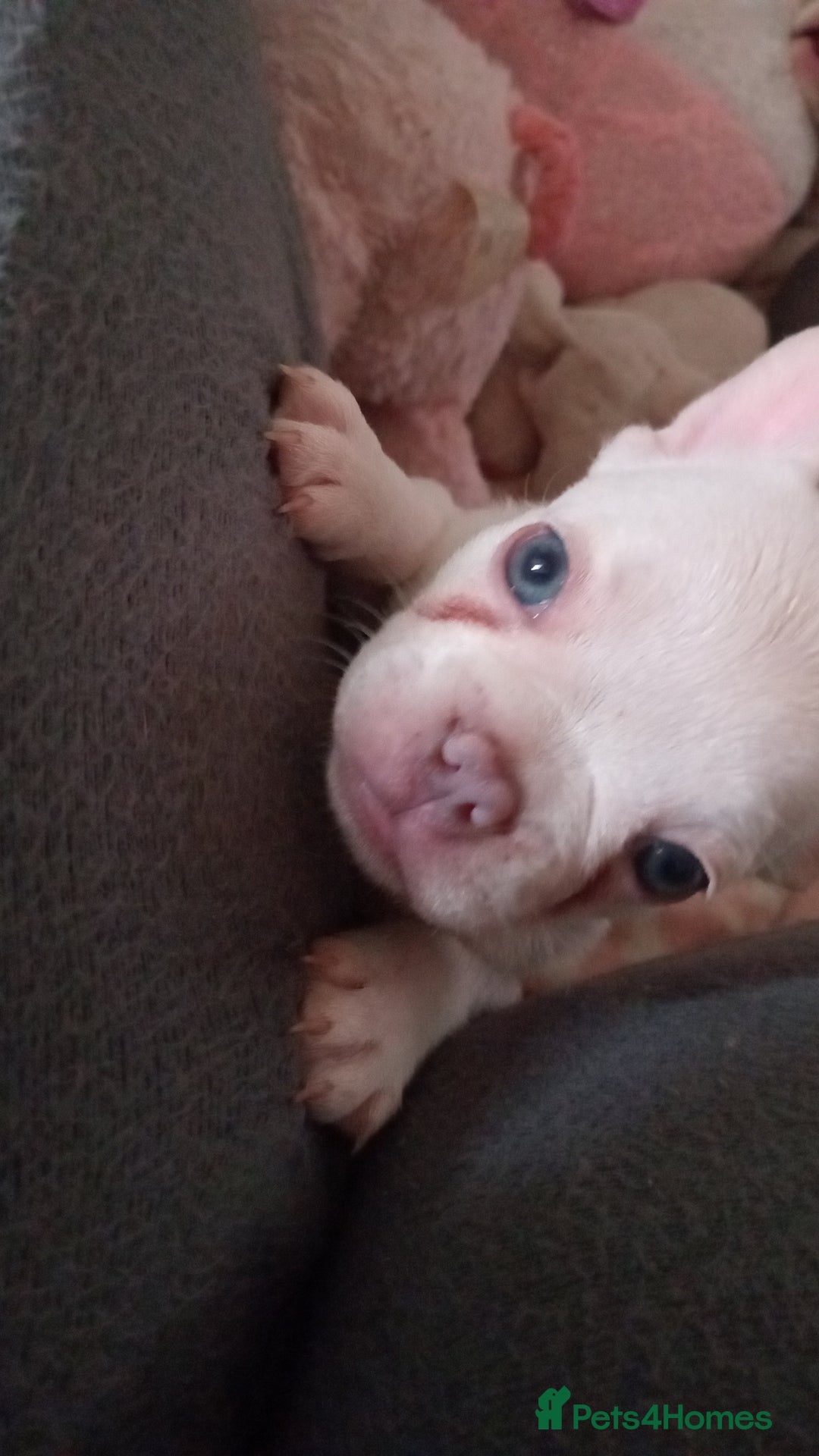 French Bulldog dogs for sale: Beautiful blue an green eyed frenchie puppies  - Image 9