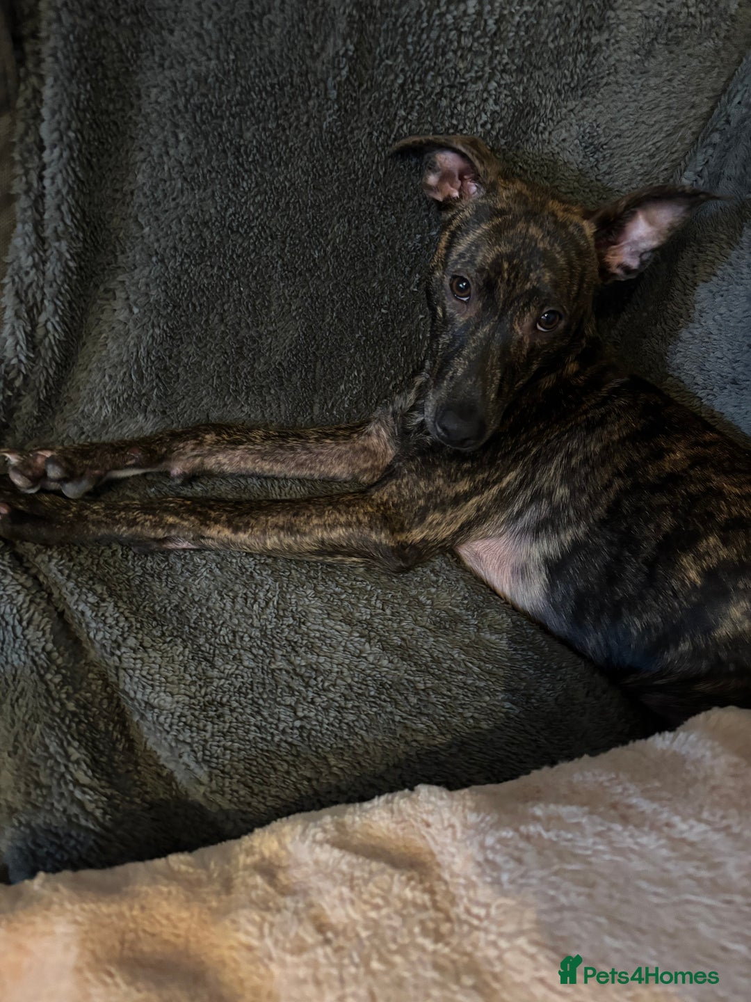 Mixed Breed dogs for sale: Lurcher x Staffy - Advert 4