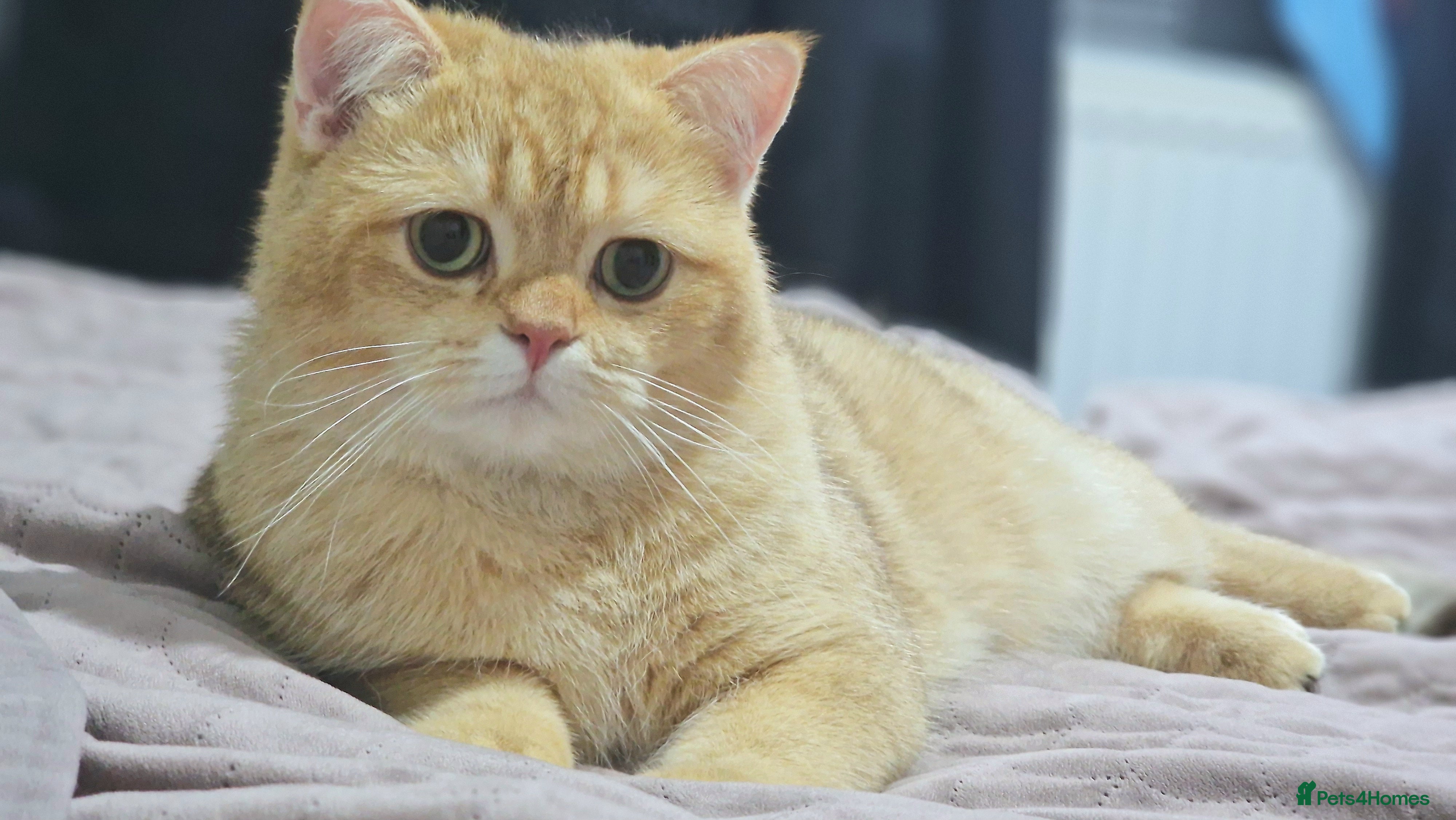 British Shorthair cats Chocolate golden stud available  - Advert 8