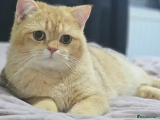 British Shorthair cats Chocolate golden stud available - Advert 8