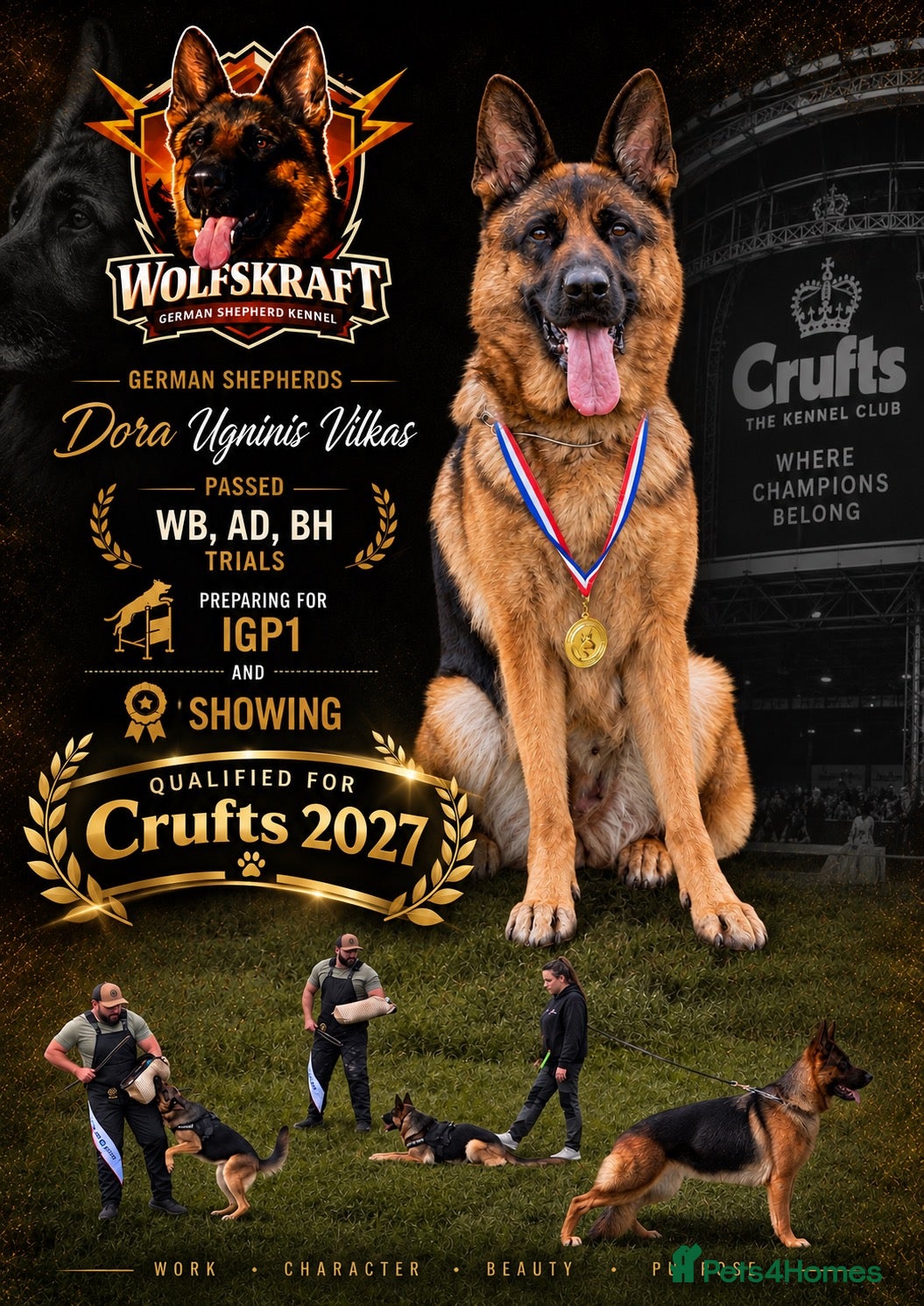 German Shepherd dogs for sale: Wolfskraft German Shepherds puppies - Advert 6