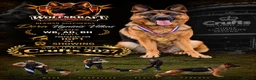 German Shepherd dogs for sale: Wolfskraft German Shepherds puppies - Advert 1