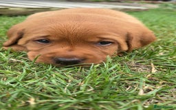 Labrador Retriever dogs for sale: Exquisite Fox Red Labrador Puppies – KC Reg in Chesterfield - Image 30