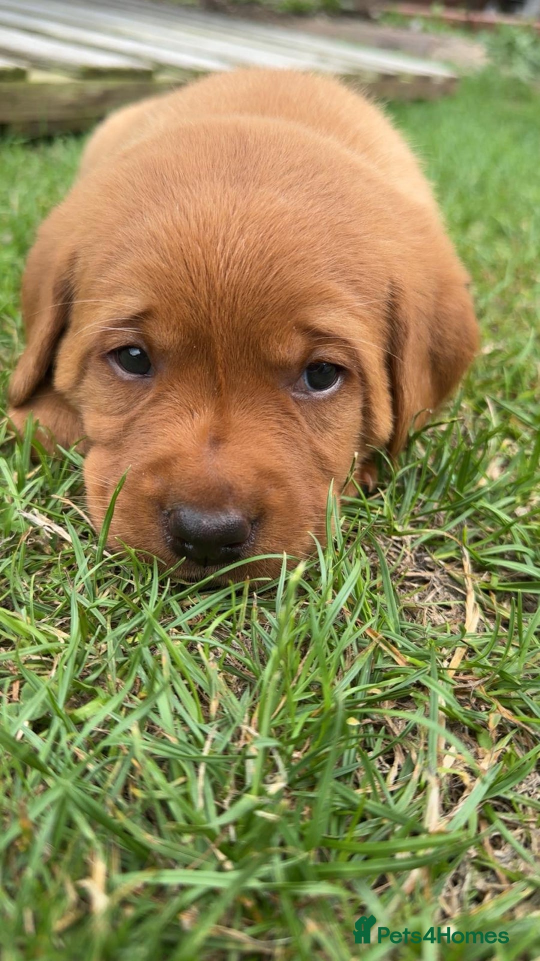 Labrador Retriever dogs for sale: Exquisite Fox Red Labrador Puppies – KC Reg in Chesterfield - Image 30