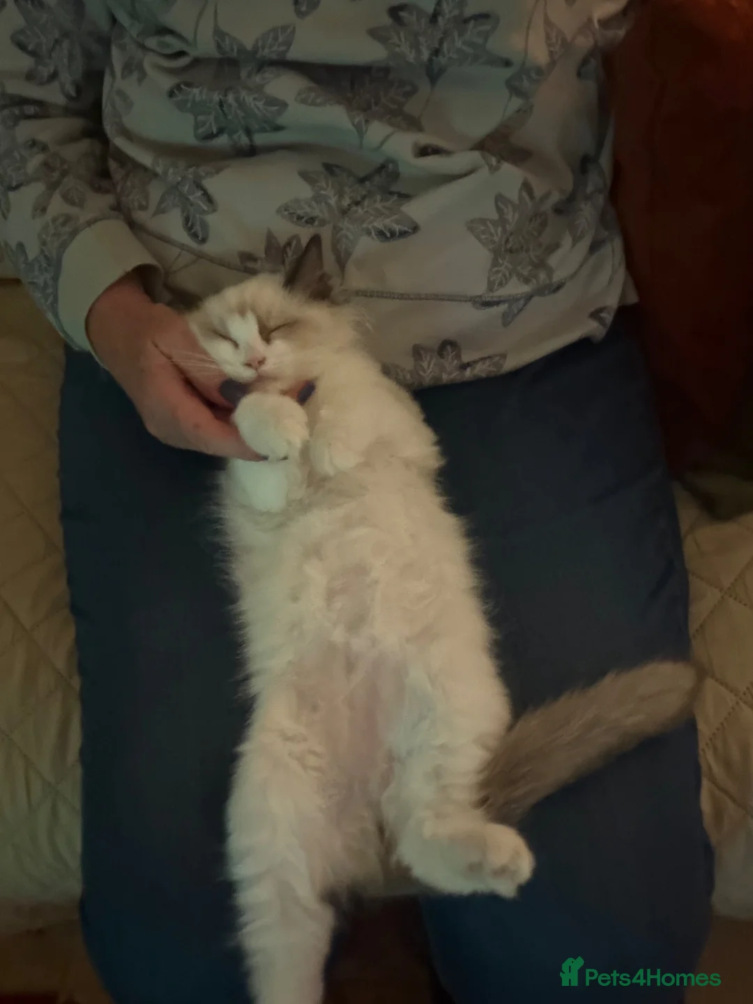 Ragdoll cats for sale: Seal bicolour male TICA registered kitten - Advert 4