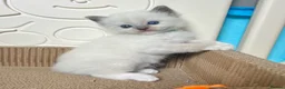 Ragdoll cats for sale: Purebred Ragdolls Kittens in Bournemouth - Advert 16