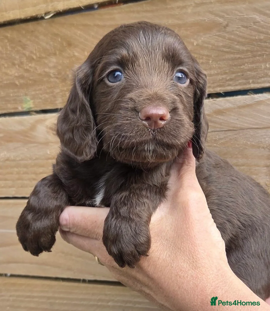 Cocker Spaniel dogs for sale: Beautiful KC Reg Working Cocker Spaniels Puppies - Advert 22