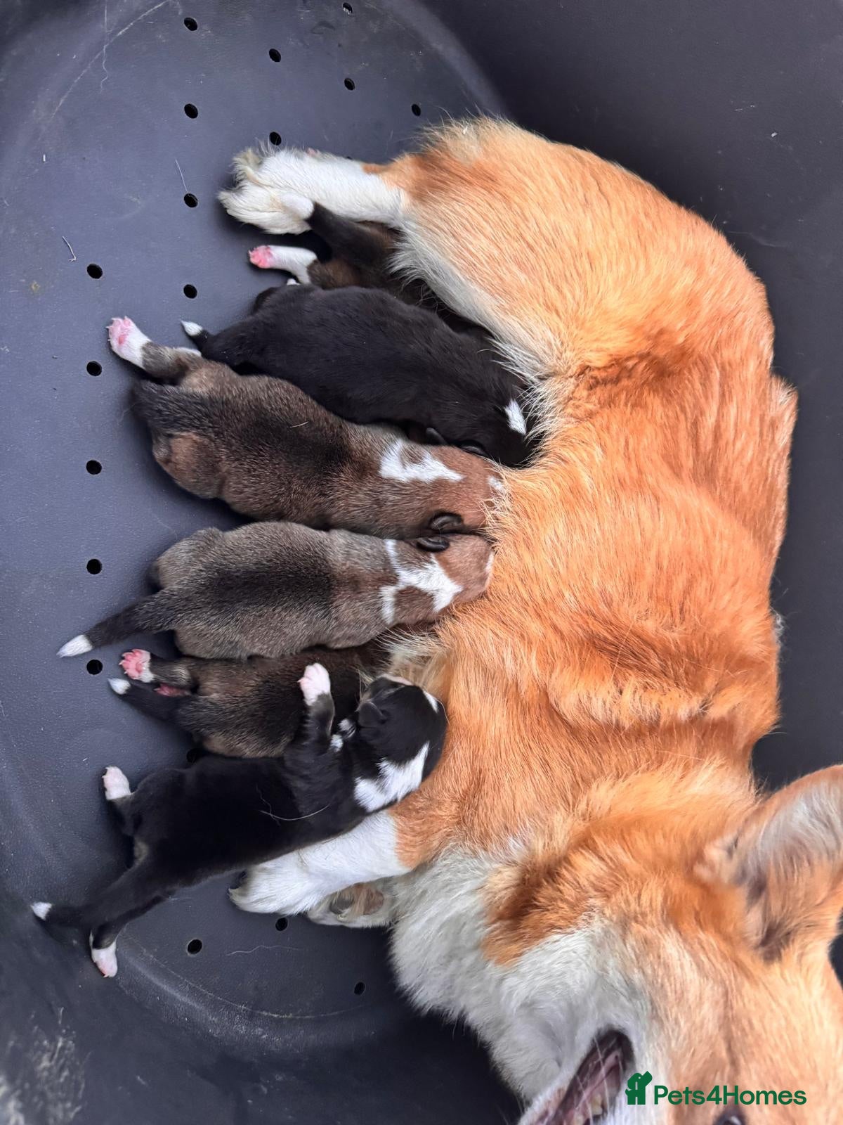 Welsh Corgi Pembroke dogs Kc pembroke corgi puppies - Advert 17