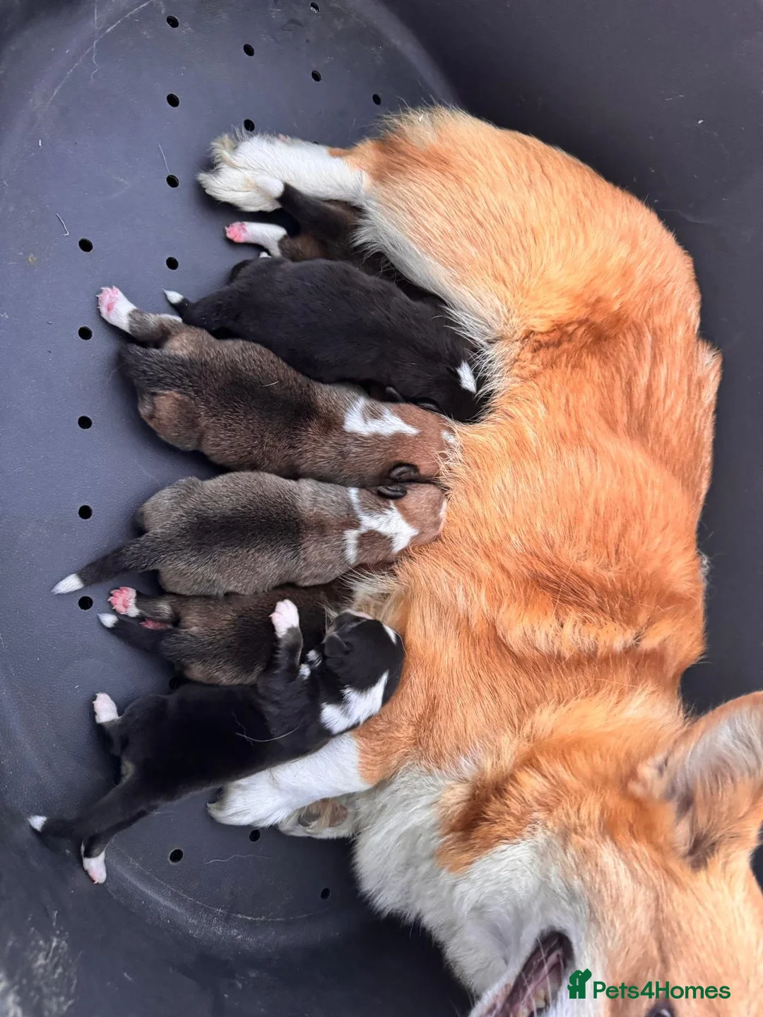 Welsh Corgi Pembroke dogs for sale: Kc pembroke corgi puppies - Advert 1