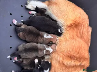 Welsh Corgi Pembroke dogs Kc pembroke corgi puppies - Advert 7