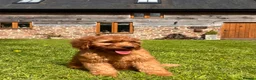 Mini Goldendoodle dogs for sale: Ready Now! Mini Irishdoodle health tested parents  - Advert 20