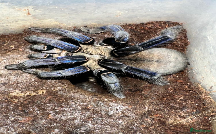Tarantulas invertebrates - Advert 1