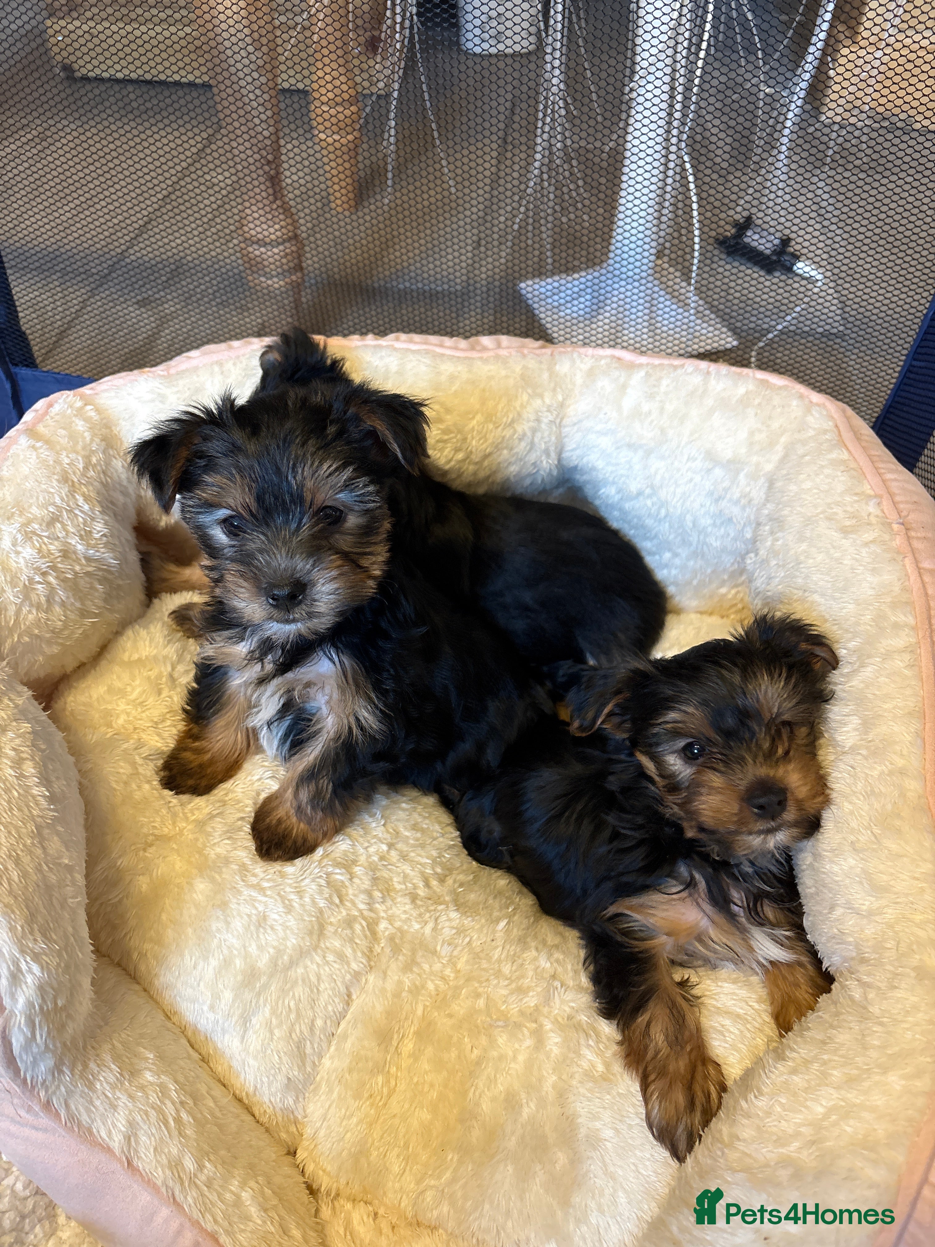 Yorkshire Terrier dogs Yorkshire Terriers - Advert 4