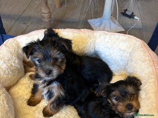 Yorkshire Terrier dogs Yorkshire Terriers - Advert 4