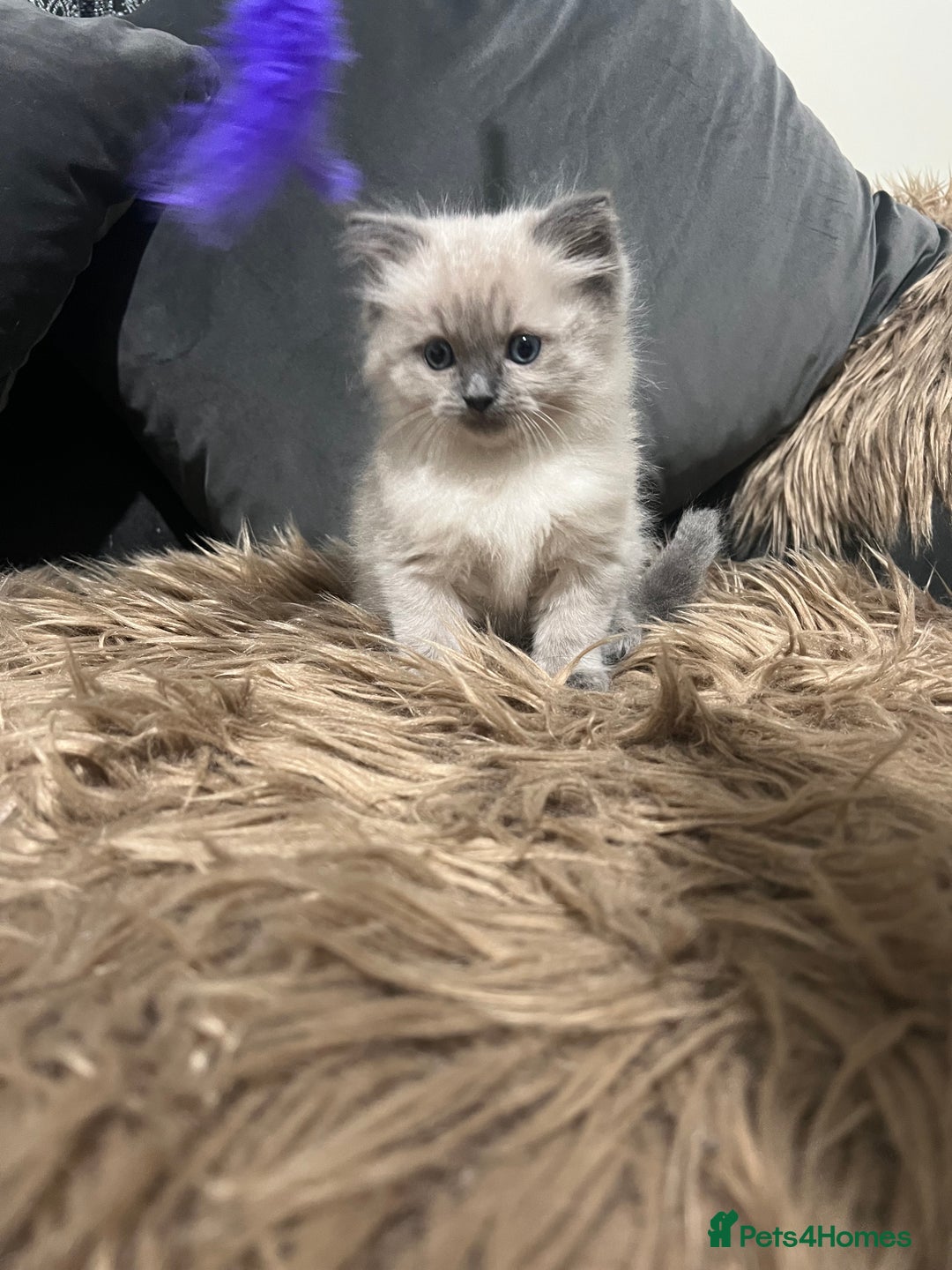 Ragdoll cats for sale: Only 2 left Beautiful ragdoll kittens🌹😊 - Image 5