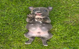 Staffordshire Bull Terrier dogs for sale: 2 left, Reduced Champion KC Blue Staffy Pups - Image 24