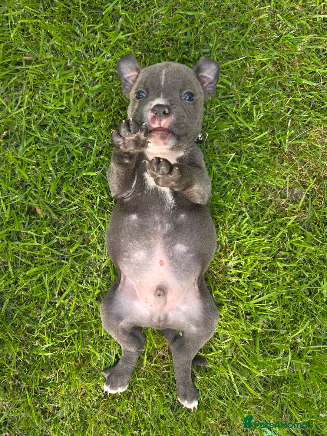 Staffordshire Bull Terrier dogs for sale: 2 left, Reduced Champion KC Blue Staffy Pups - Image 24