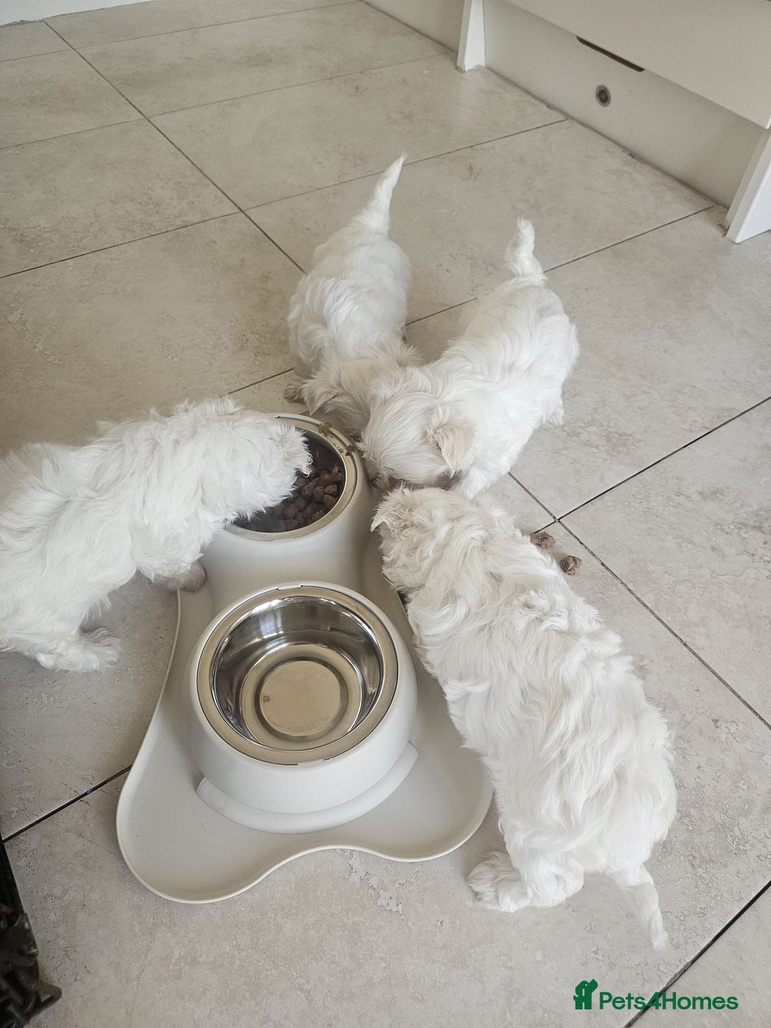 Maltese dogs for sale: Maltese puppies pedigree - Image 13