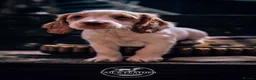 Cocker Spaniel dogs for sale: Working cocker spaniel puppies  in Ongar - Advert 2