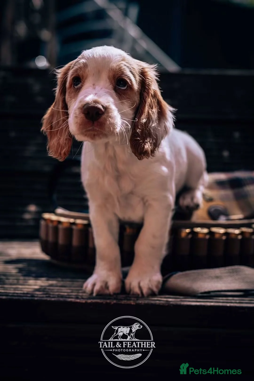 Cocker Spaniel dogs for sale: Working cocker spaniel puppies  in Ongar - Advert 2