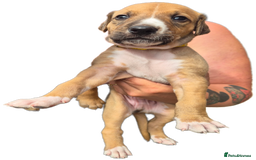 Mixed Breed dogs for sale: Lurcher x staff  in Sturminster Newton - Image 1