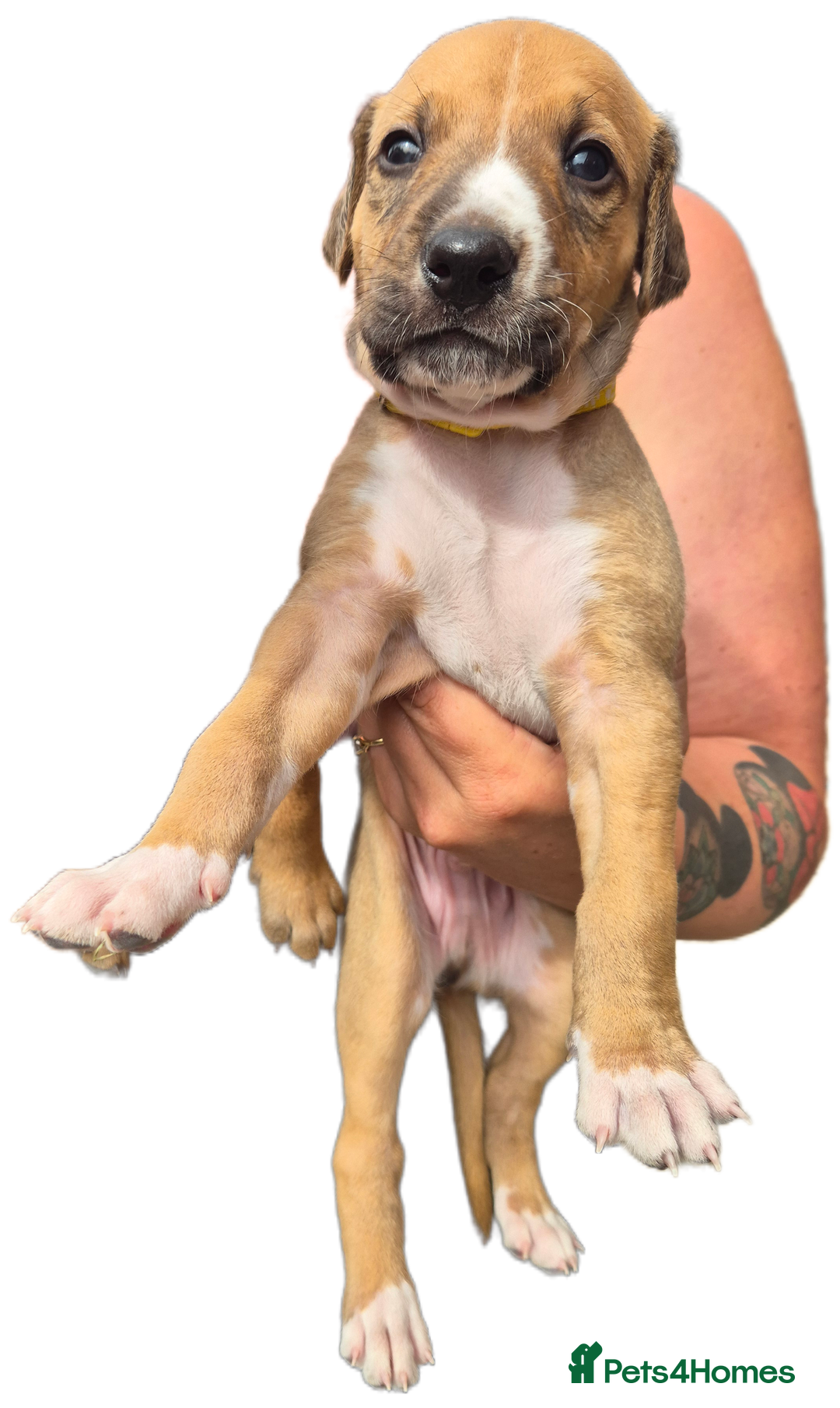 Mixed Breed dogs for sale: Lurcher x staff  in Sturminster Newton - Image 1