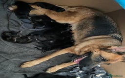 German Shepherd dogs for sale: 11 Cute German Shepherds!  - Image 8