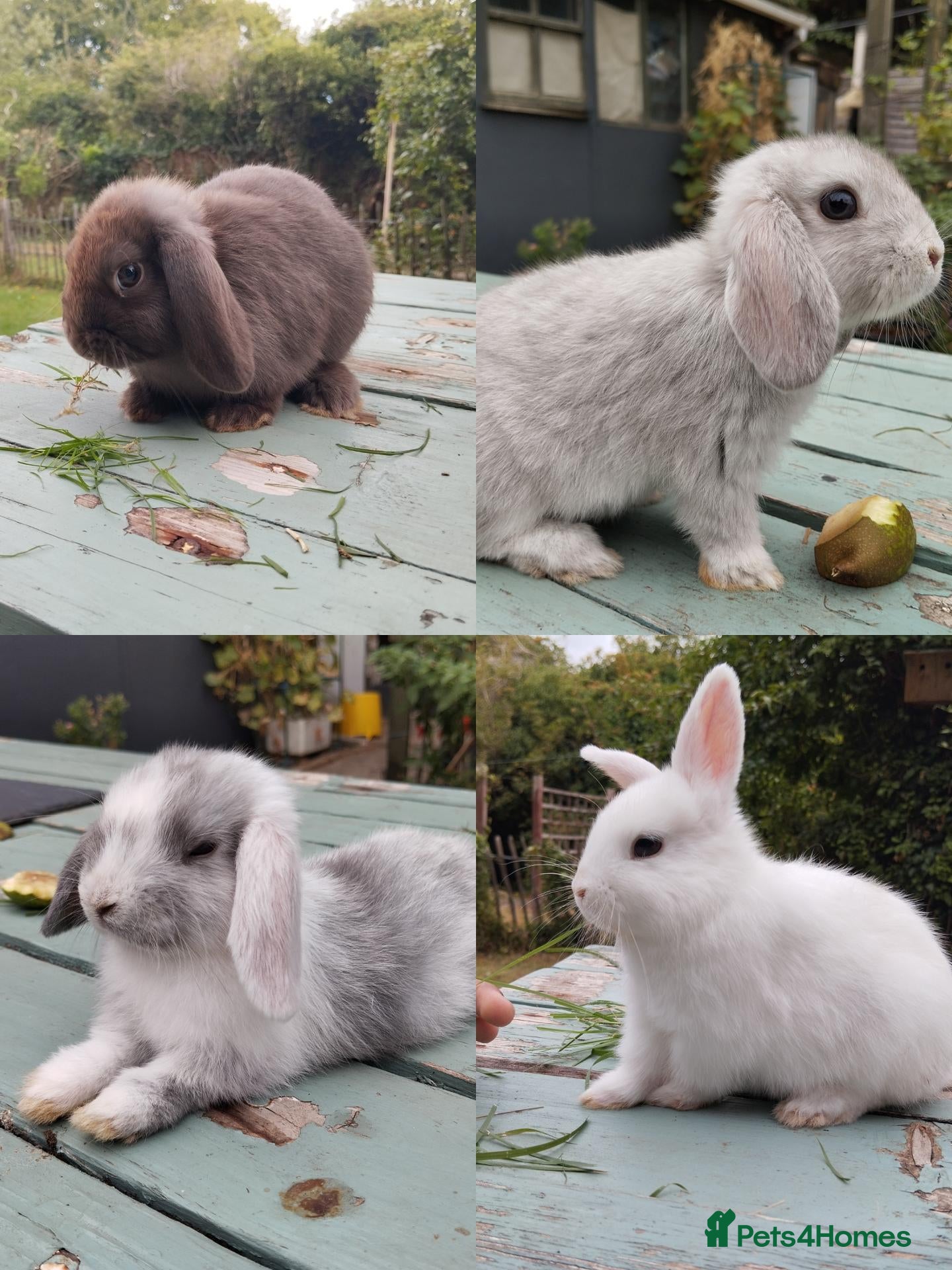 Mixed Breed rabbits Mixed breed £70 each - Advert 1