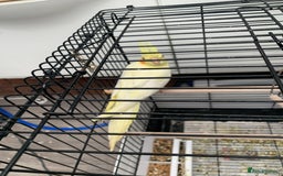 Cockatiels birds for sale: Birds Cockatiel  - Image 5