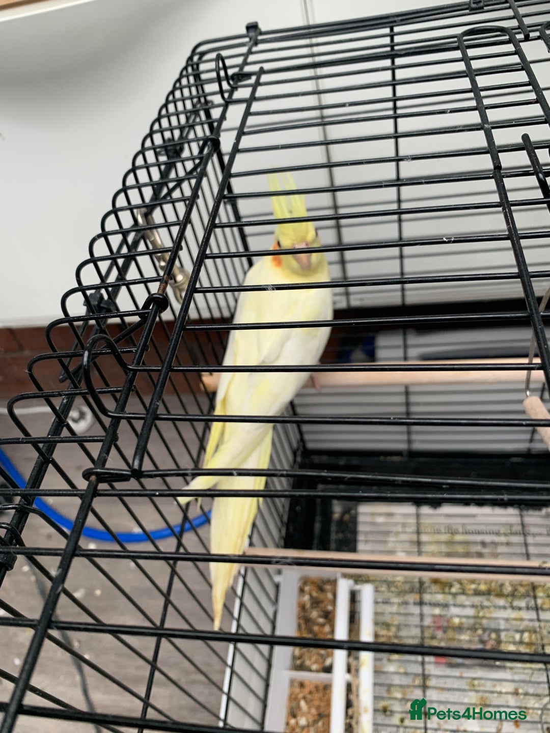 Cockatiels birds for sale: Birds Cockatiel  - Image 5
