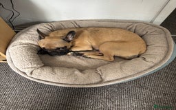 Mixed Breed dogs for sale: Puppy’s for sale  - Image 10