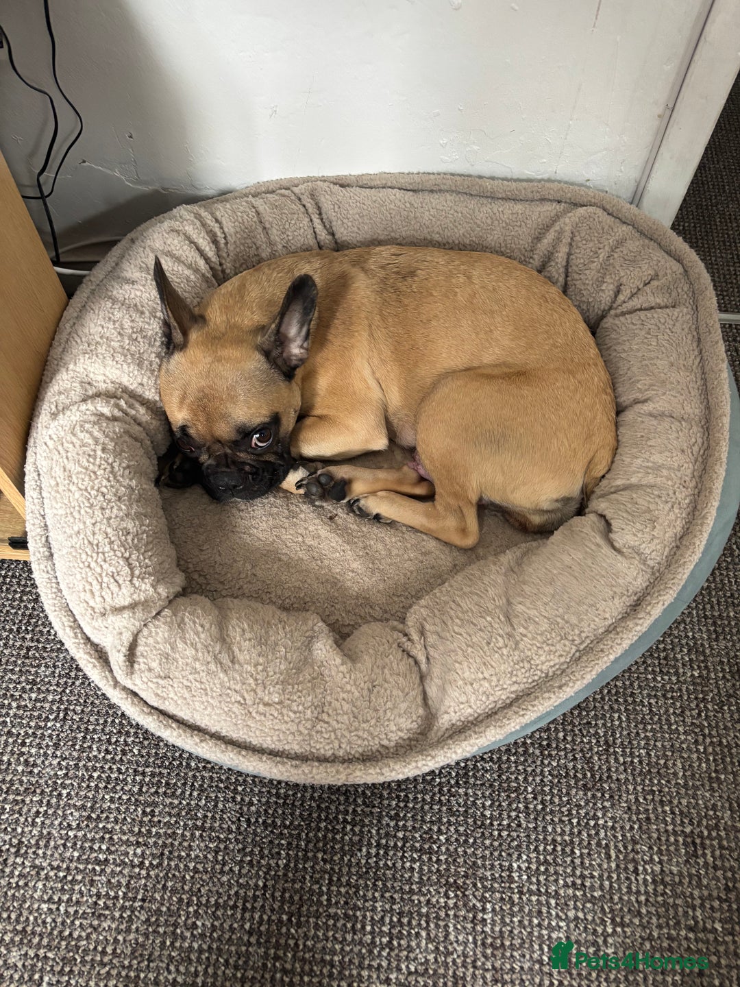 Mixed Breed dogs for sale: Puppy’s for sale  - Image 10