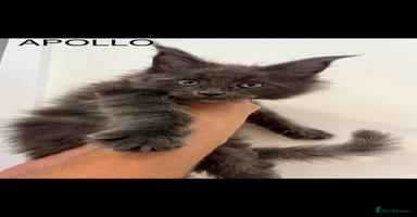 Maine Coon cats - Advert 9
