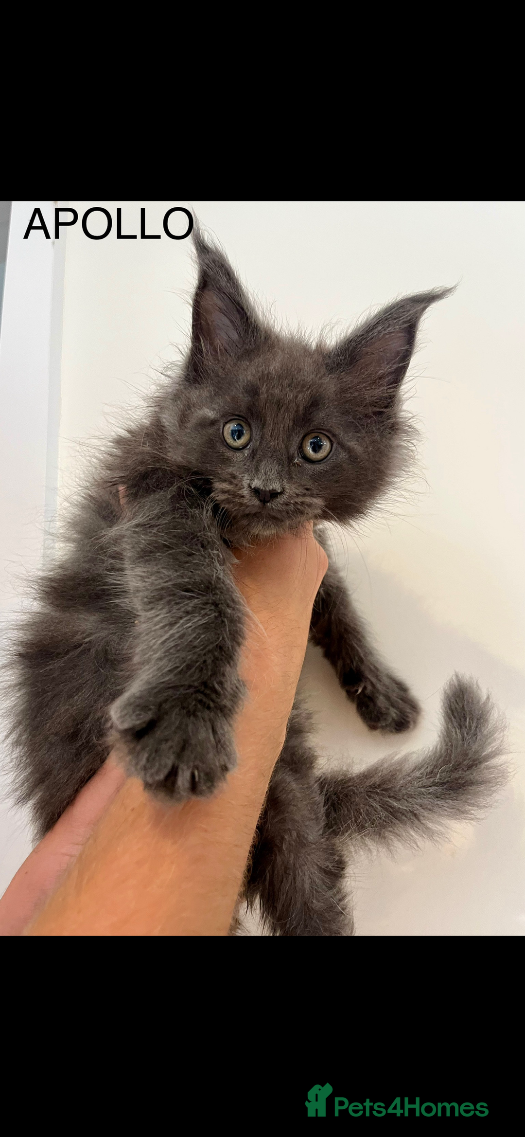 Maine Coon cats for sale: STUNNING MAINE COON KITTENS BLUE SMOKE (tica reg ) - Image 3