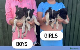 Jack Russell dogs for sale: Jack Russell puppies  - Image 1