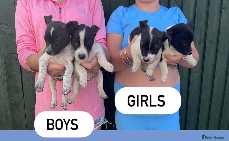 Jack Russell dogs - Advert 2