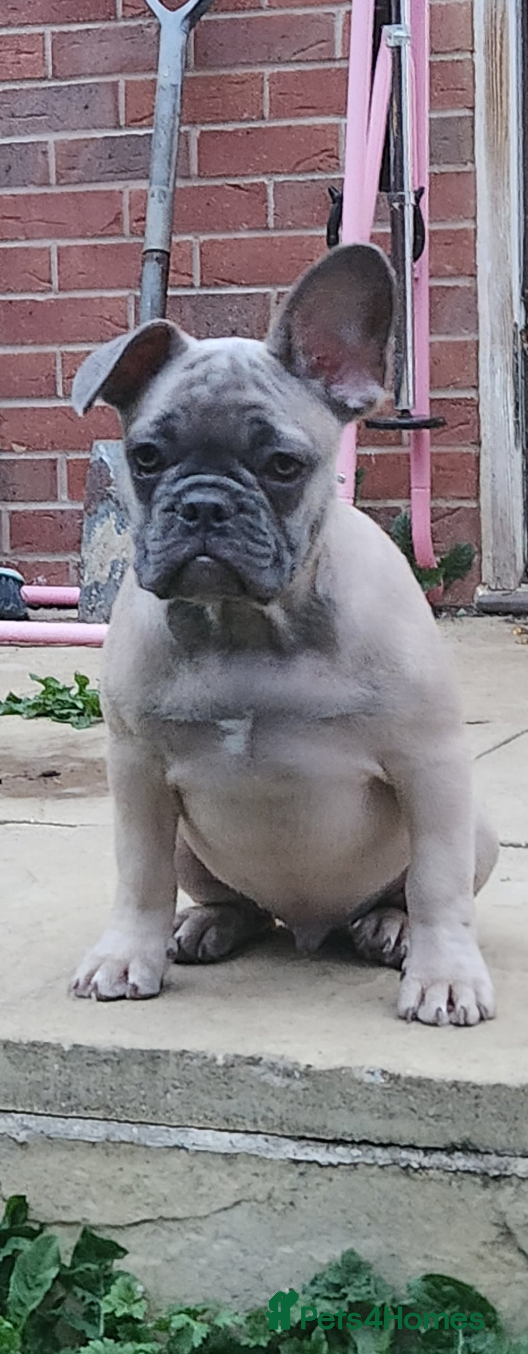 French Bulldog dogs for sale: 1 beautiful boy left £500 - Image 1