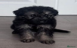 German Shepherd dogs for sale: Beautiful German sheppard puppies  - Image 12