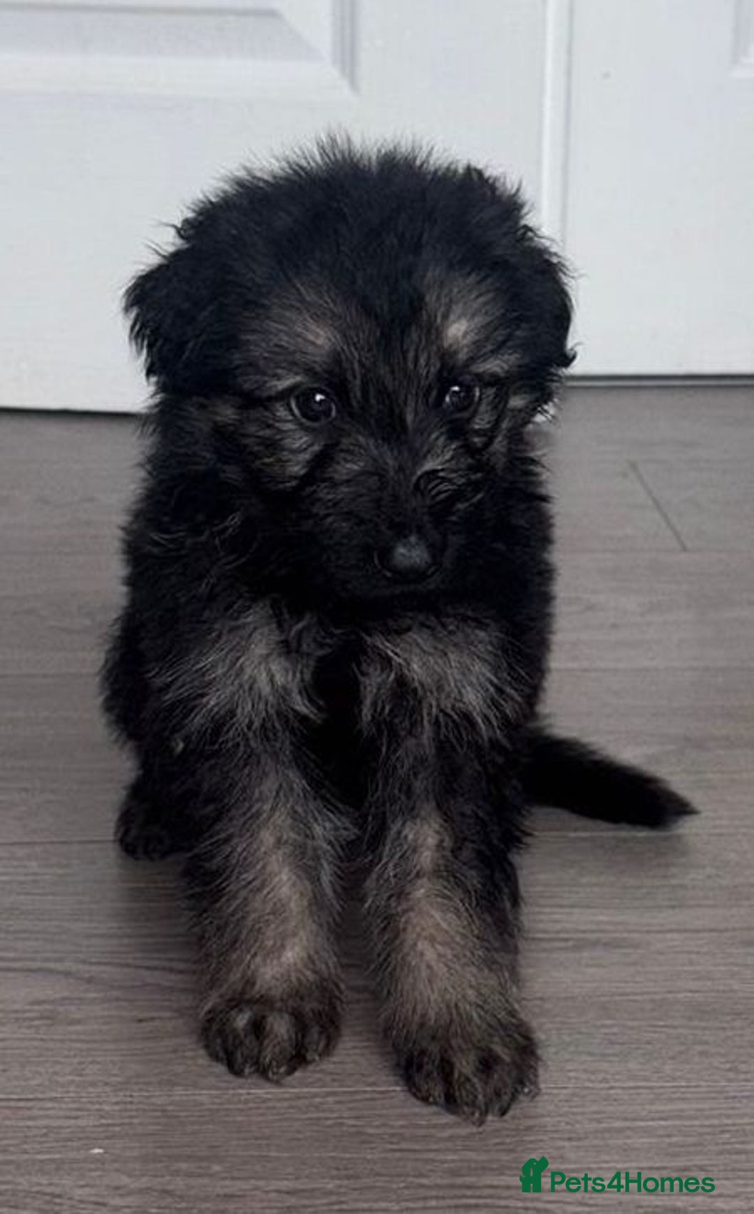 German Shepherd dogs for sale: Beautiful German sheppard puppies  - Image 12