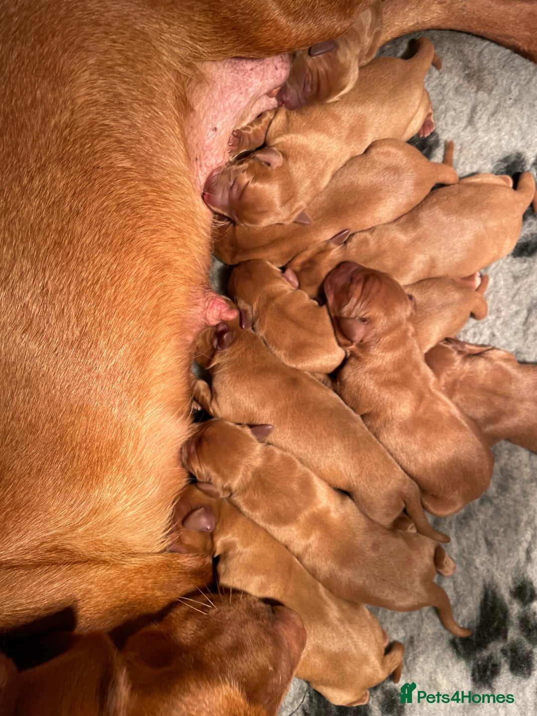 Labrador Retriever dogs for sale: Fox Red Labrador Pups For Sale - Advert 9