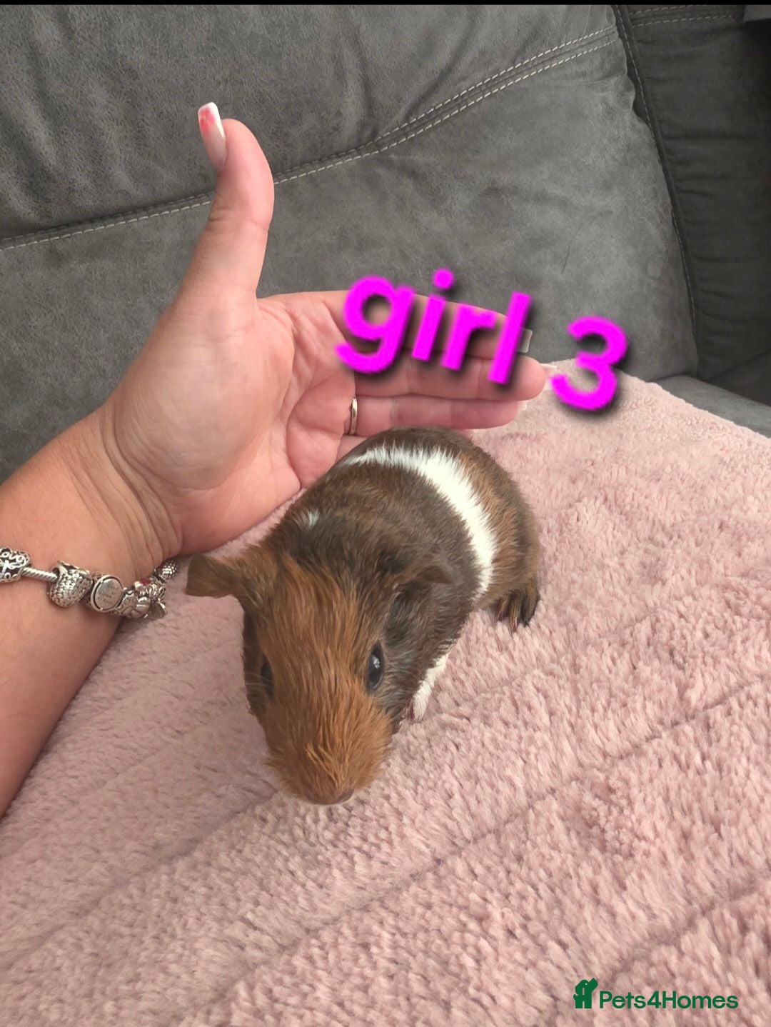 Guinea Pig rodents Guneapigs  - Advert 10